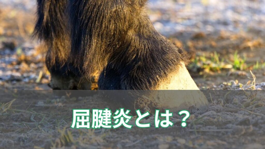 屈腱炎とは？ 原因や不治の病と言われる理由を紹介【復活を遂げた名馬も解説】のアイキャッチ