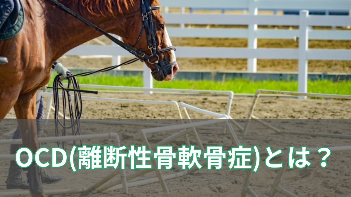 競馬におけるOCDとは？症状や原因、治療法を紹介【OCDを乗り越えた名馬も紹介】のアイキャッチ