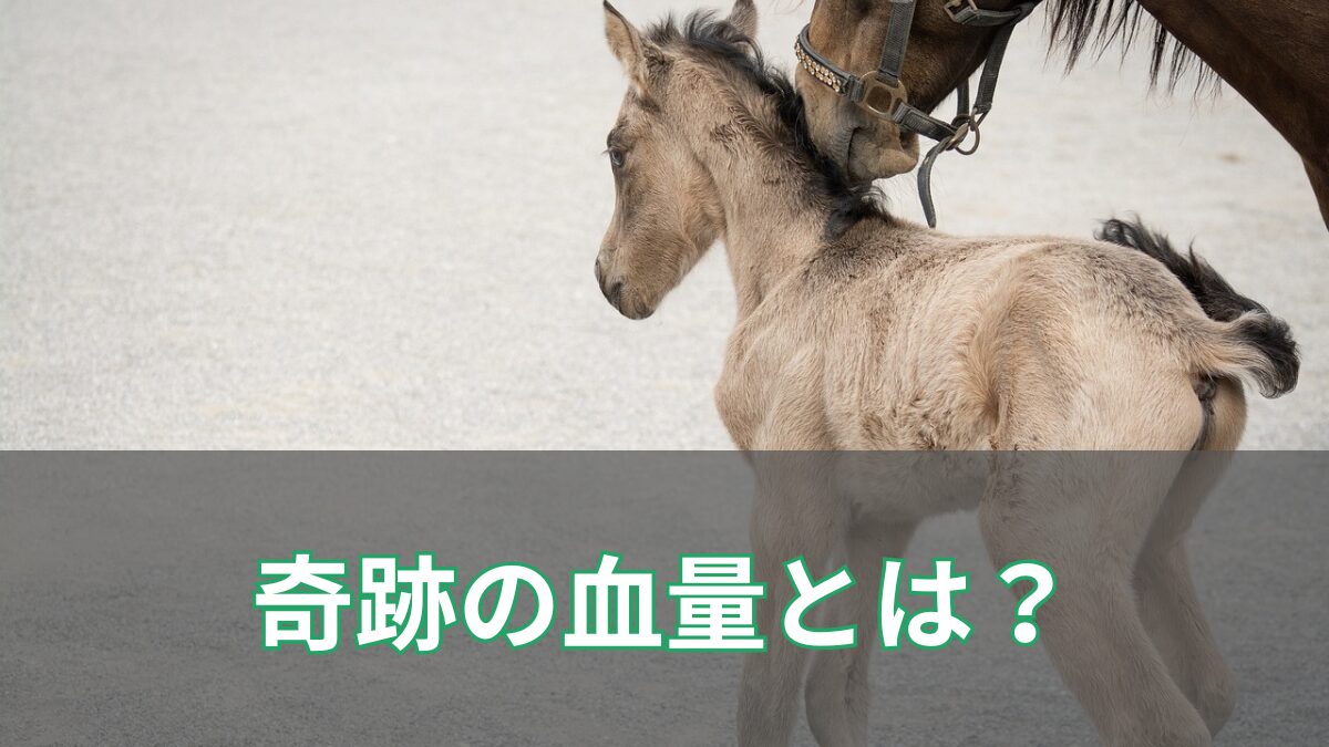 奇跡の血量のアイキャッチ