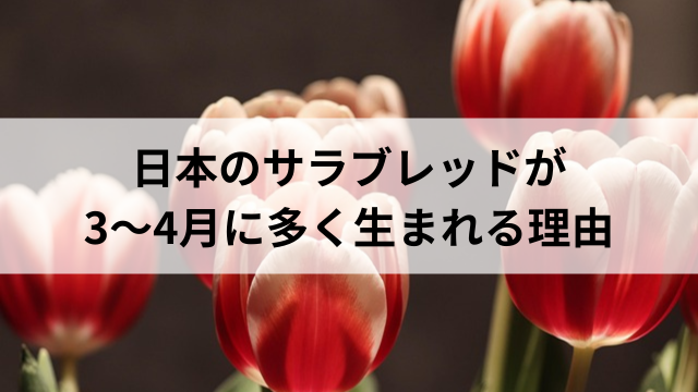 日本のサラブレッドが3〜4月に多く生まれる理由の見出し