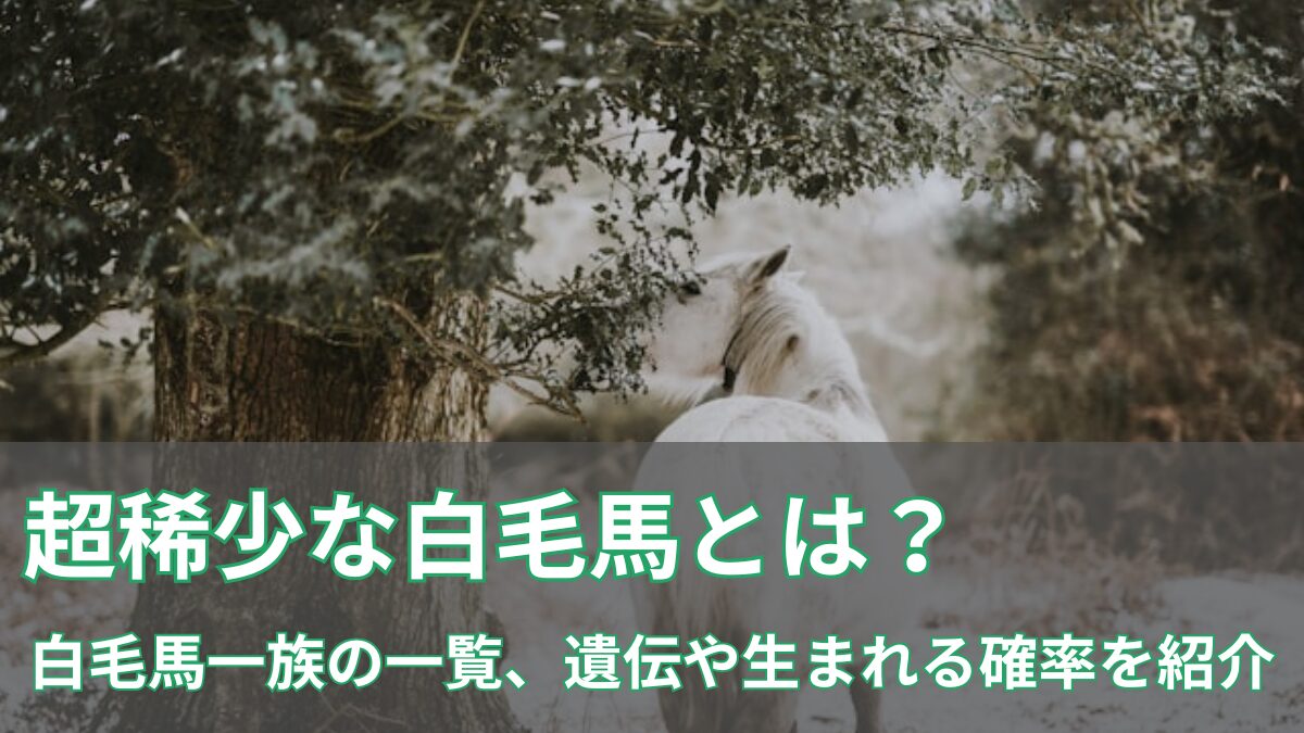 超稀少な白毛馬とは？のアイキャッチ