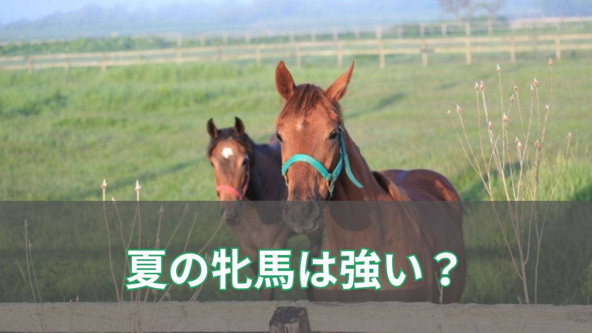 夏競馬で牝馬は本当に強いのか？信じる前に知るべきデータとはのアイキャッチ