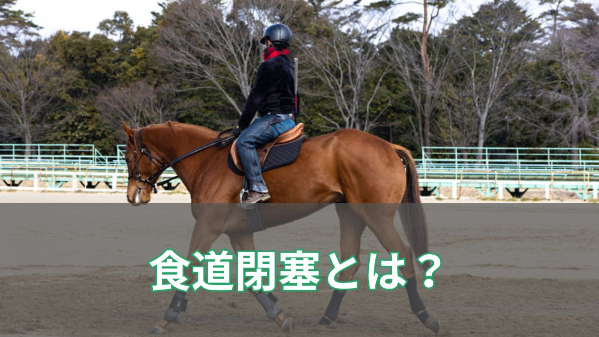 馬の食道閉塞(チョーク)とは？原因・症状・治療法をわかりやすく解説【実例あり】のアイキャッチ