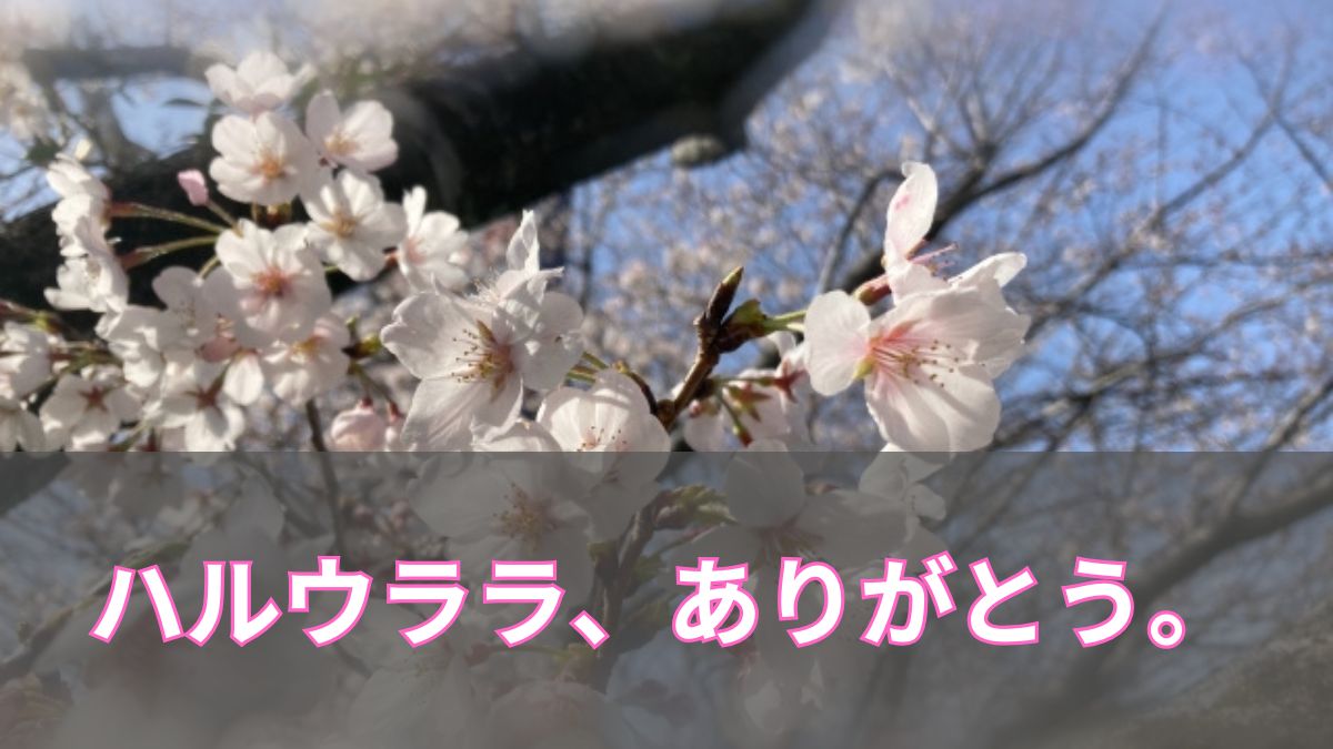 ハルウララ、ありがとう。負けても愛された名馬の生涯のアイキャッチ