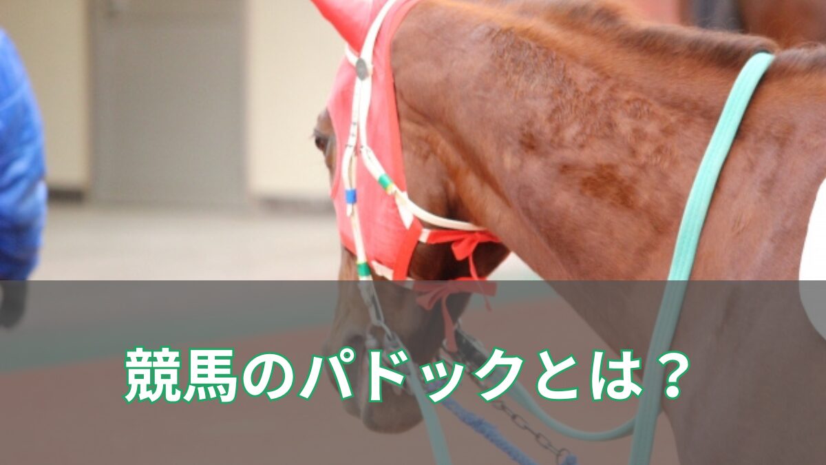 競馬のパドックとは?初心者でも分かる見方とチェックポイントを徹底解説のアイキャッチ