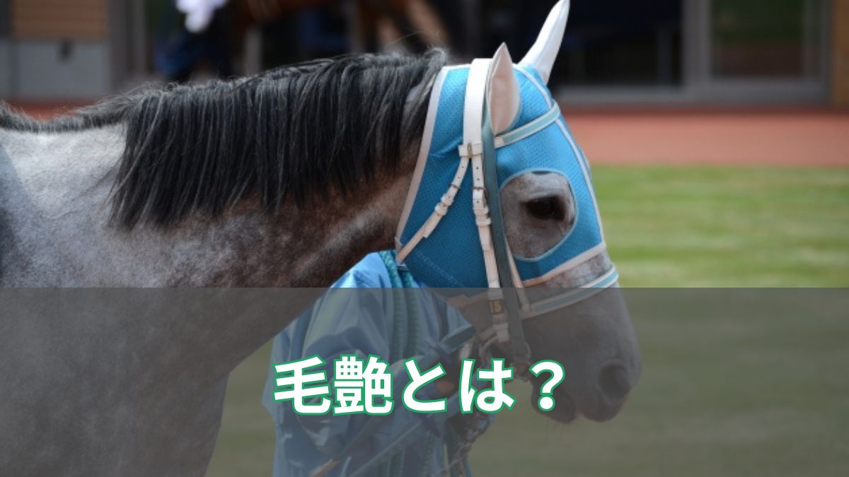 競馬の毛艶の見方とは？パドックで分かる好調サインを初心者向けに解説のアイキャッチ