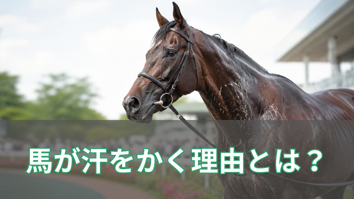 競馬で馬が汗をかく理由とは?白い汗やパドックでの見方を初心者向けに解説のアイキャッチ