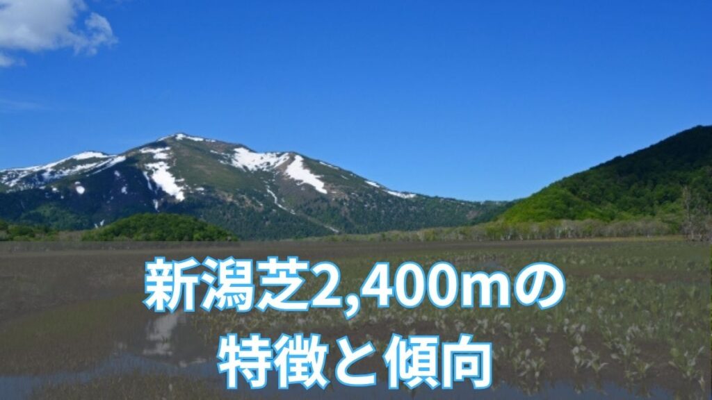 新潟芝2,400mの特徴と傾向|枠順・脚質・血統データから攻略のアイキャッチ